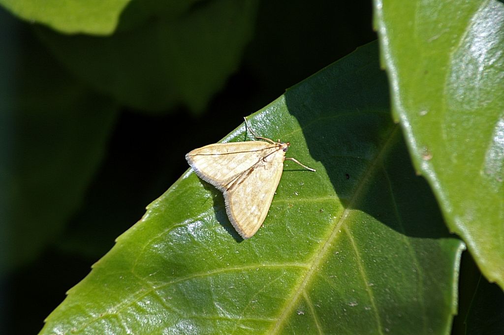 falena da id 1 - Sitochroa verticalis